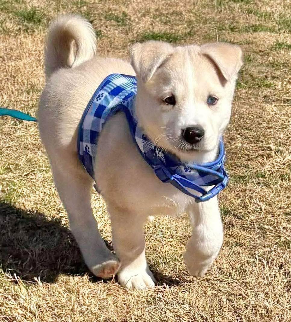 Enlarge Willie, a Adopted mixed breed in Grand Bay, AL image 1/1