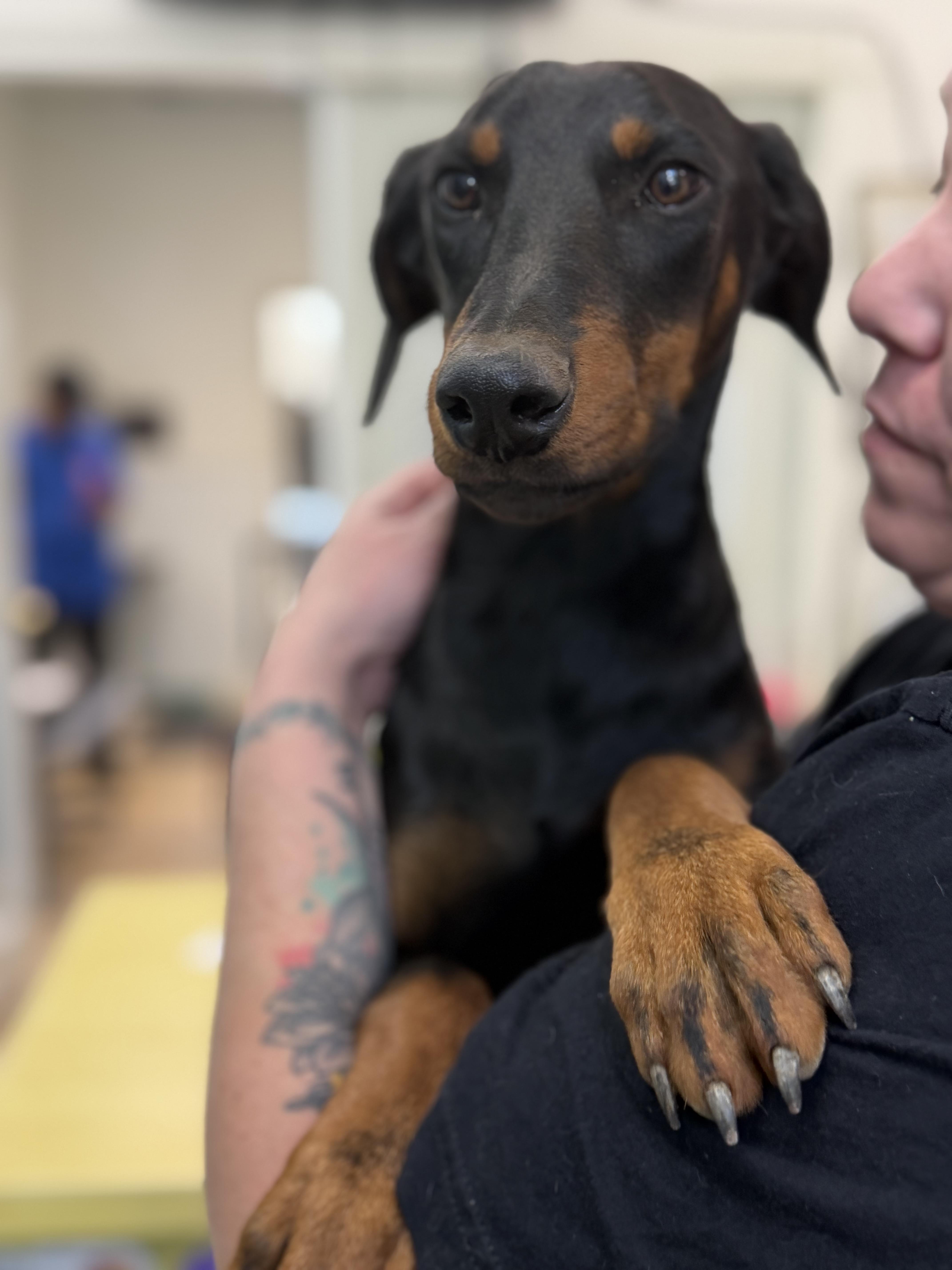 Enlarge Badger, an adopted Doberman Pinscher in Los Angeles, CA image 2/3