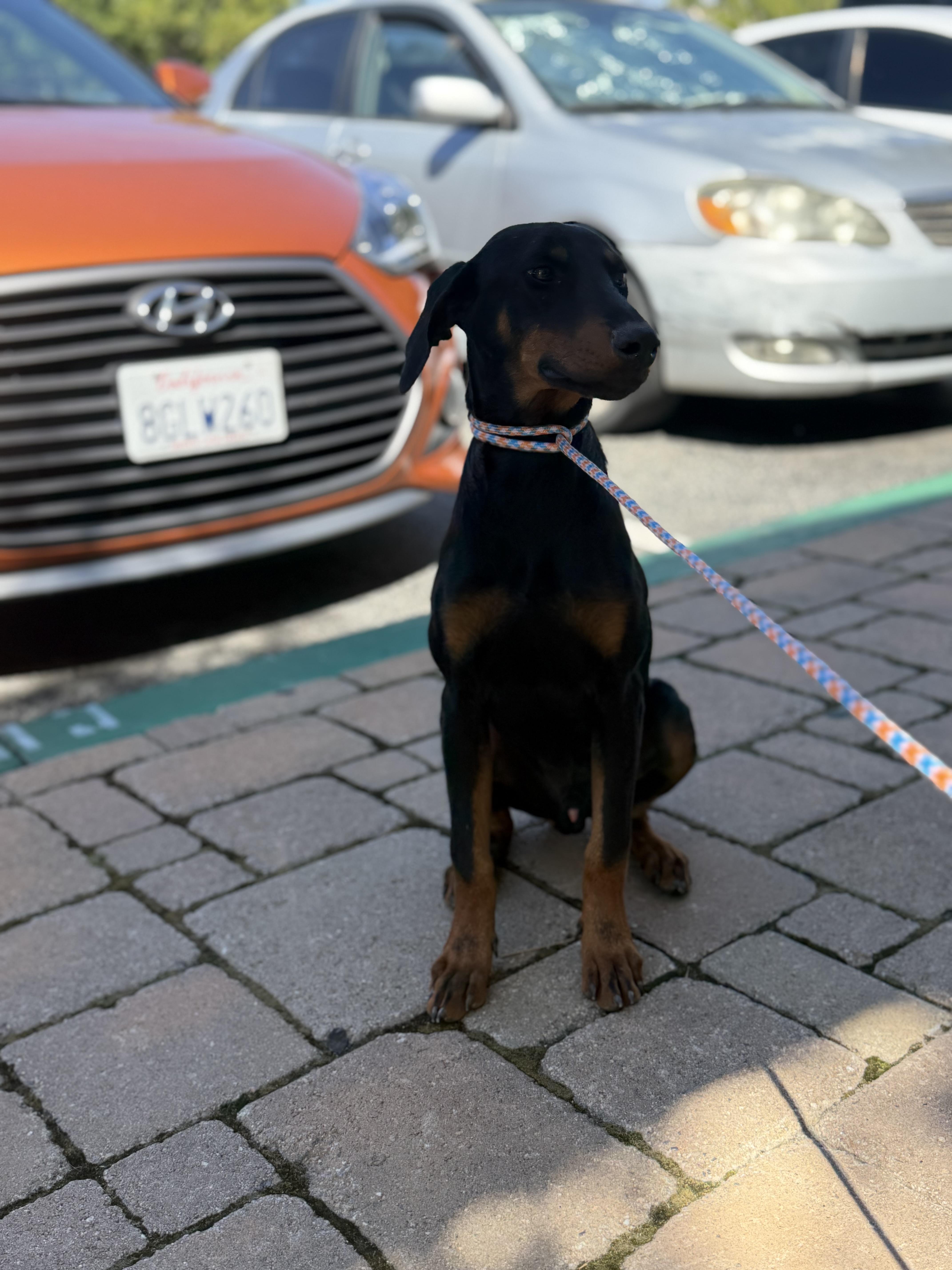Badger, ADOPTABLE, Puppy Male Doberman Pinscher.