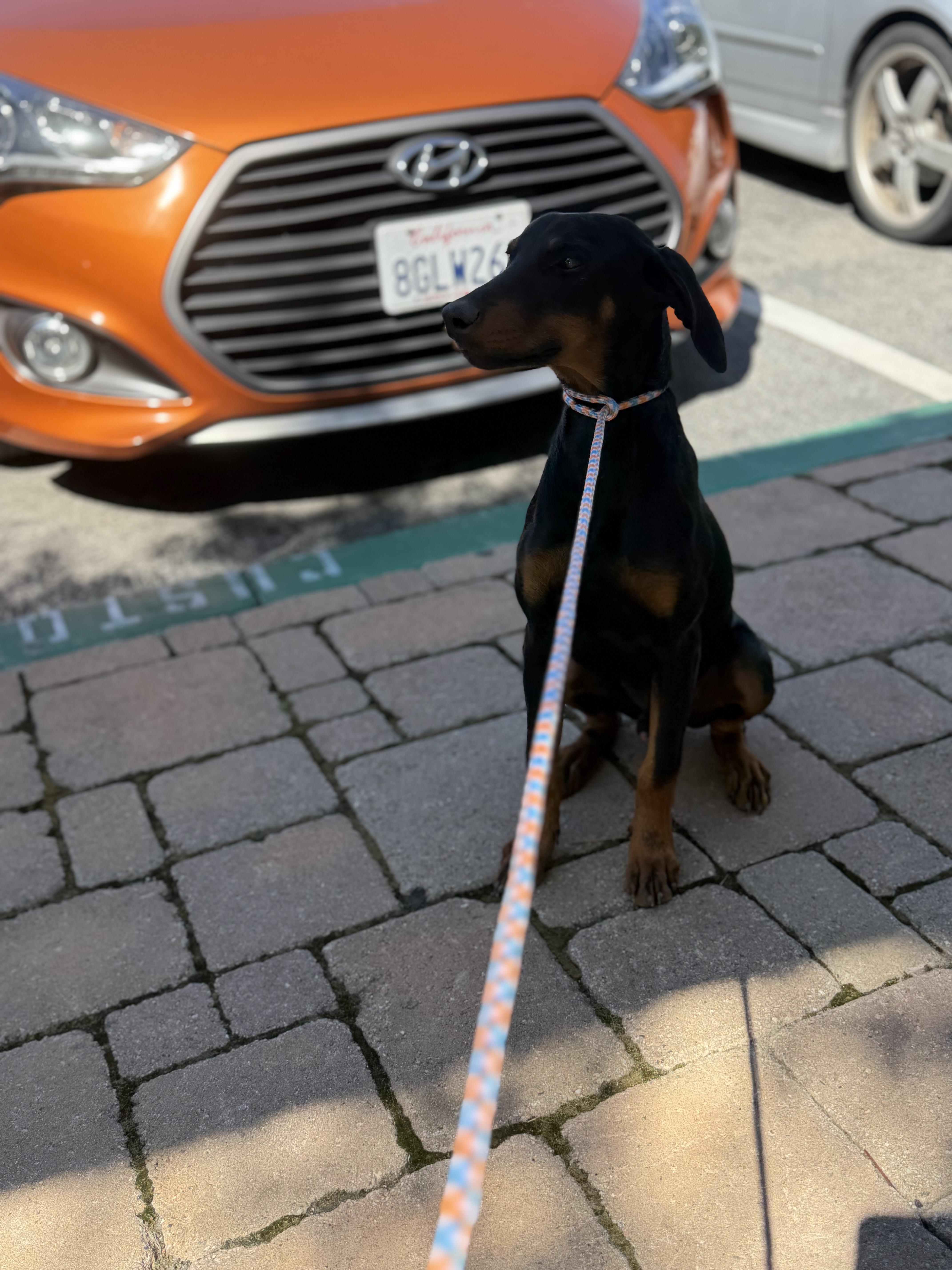 Enlarge Badger, an adopted Doberman Pinscher in Los Angeles, CA image 3/3