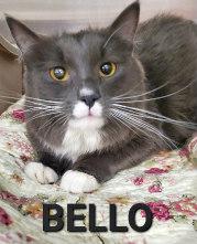 BELLO