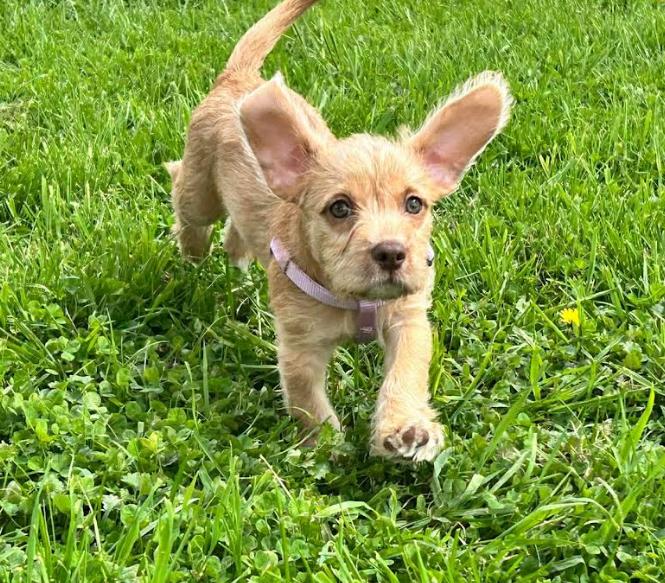 Enlarge Lois, a ADOPTABLE mixed breed in Brunswick, OH image 2/4