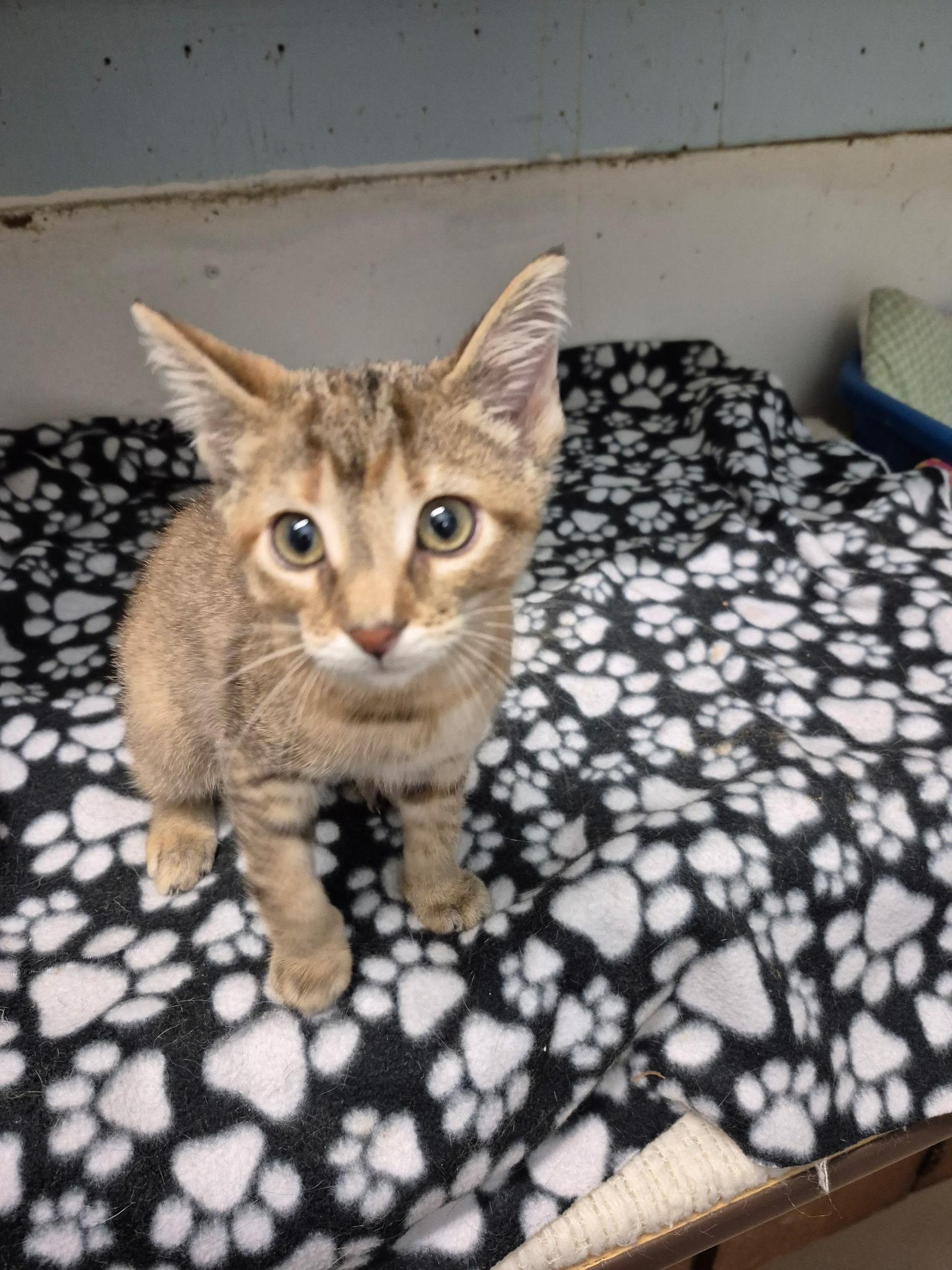 Breena, adopted, Kitten Female Abyssinian.