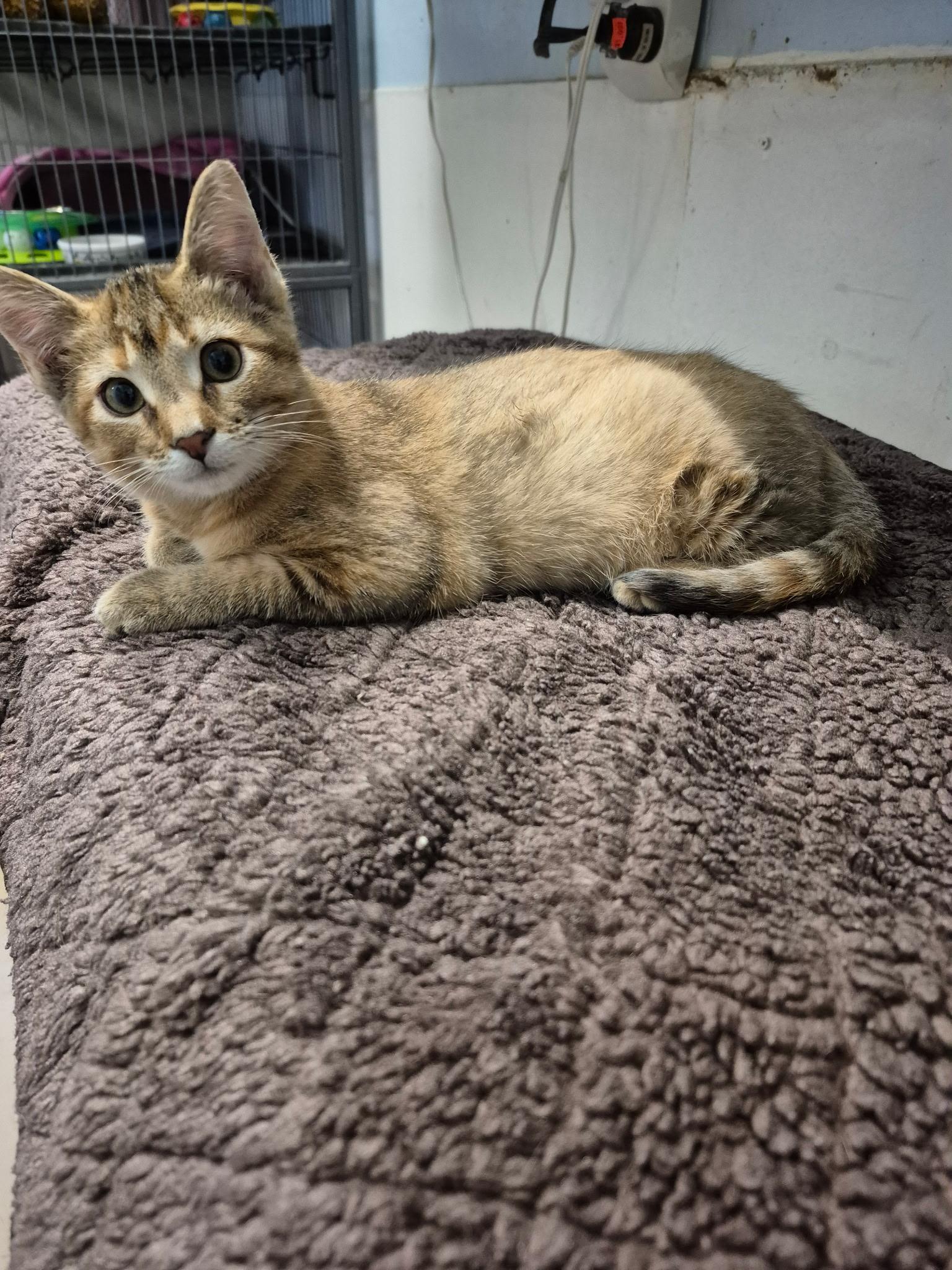 Breena, an adopted mixed breed in Gladwin, MI image 1/6