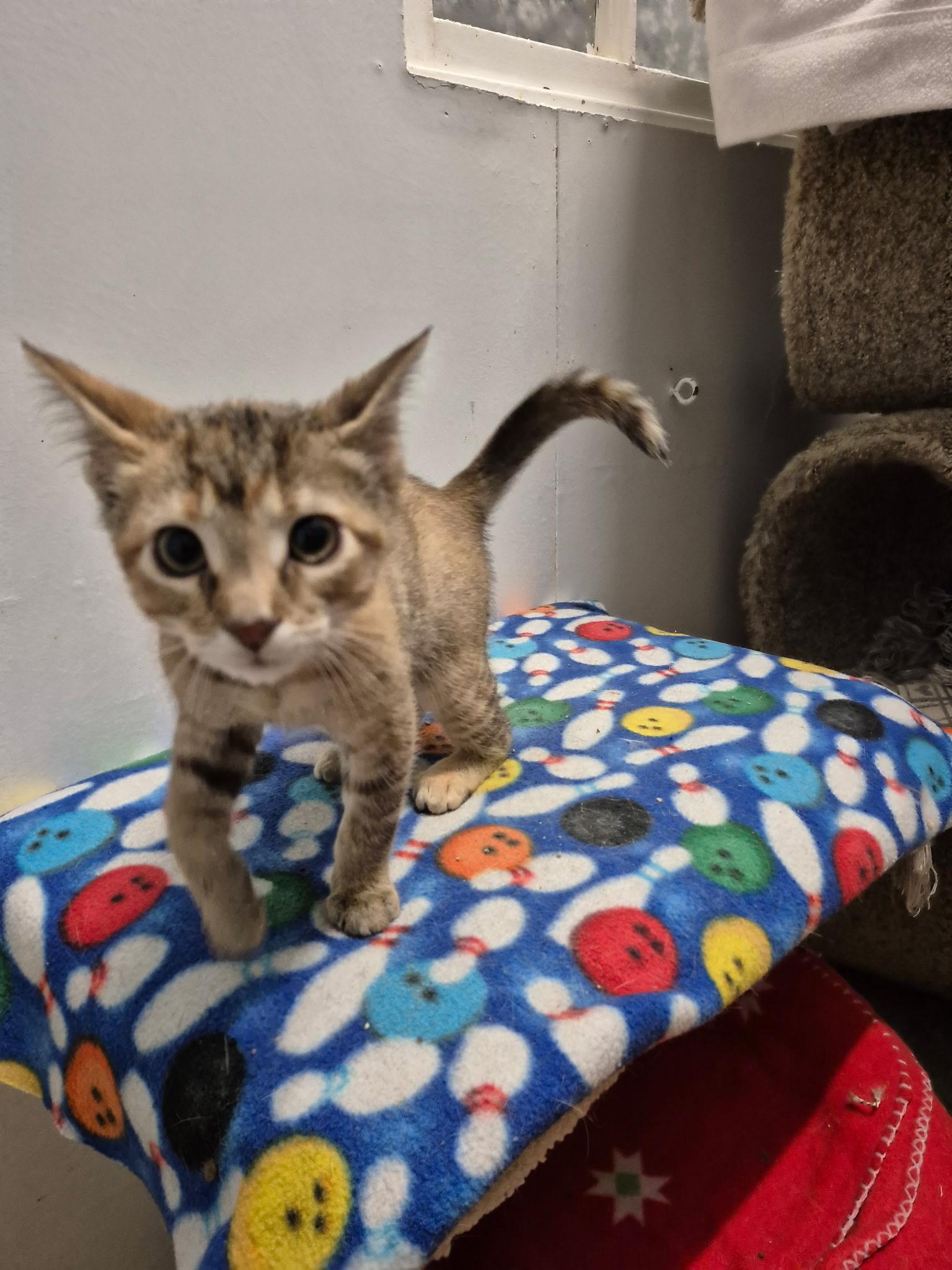 Breena, an adopted mixed breed in Gladwin, MI image 5/6