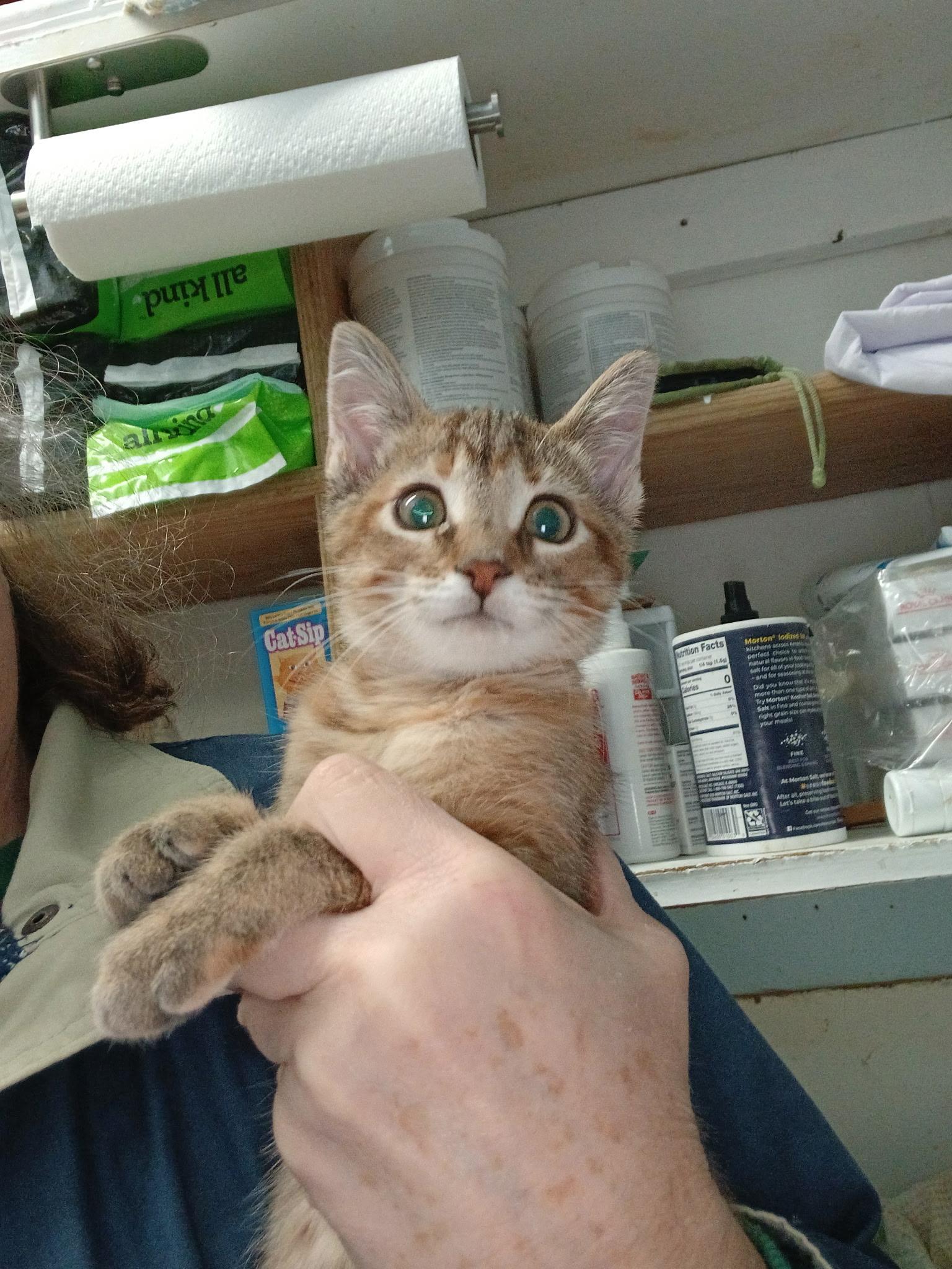 Breena, an adopted mixed breed in Gladwin, MI image 3/6