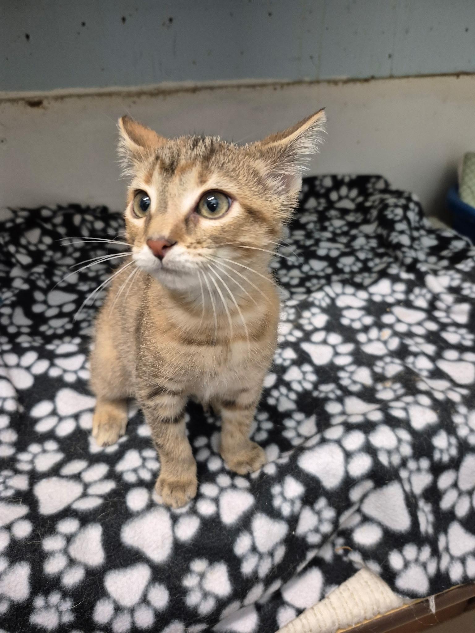 Breena, an adopted mixed breed in Gladwin, MI image 6/6