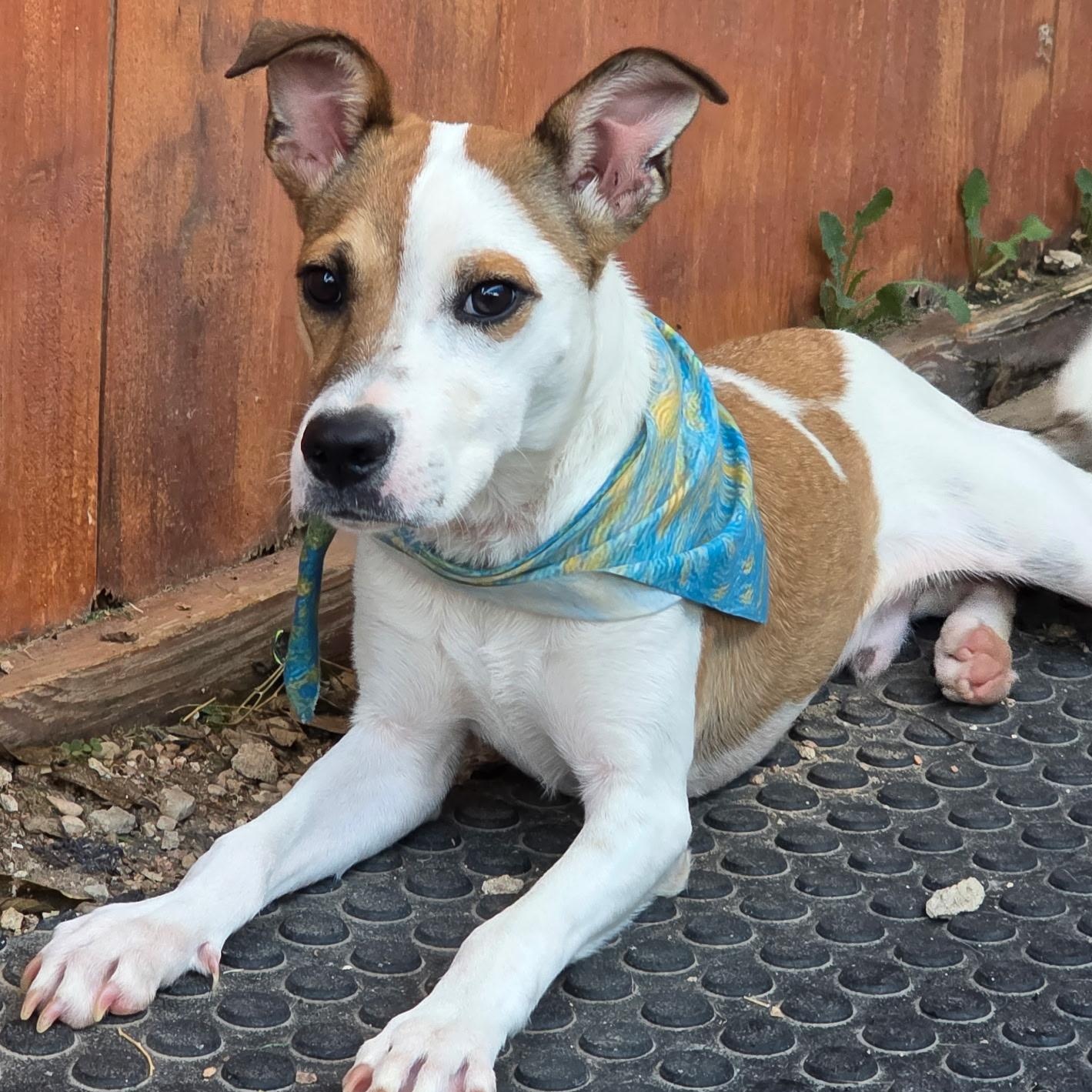 Enlarge Biscotti, a Adopted Mixed Breed in Shickshinny , PA image 5/6