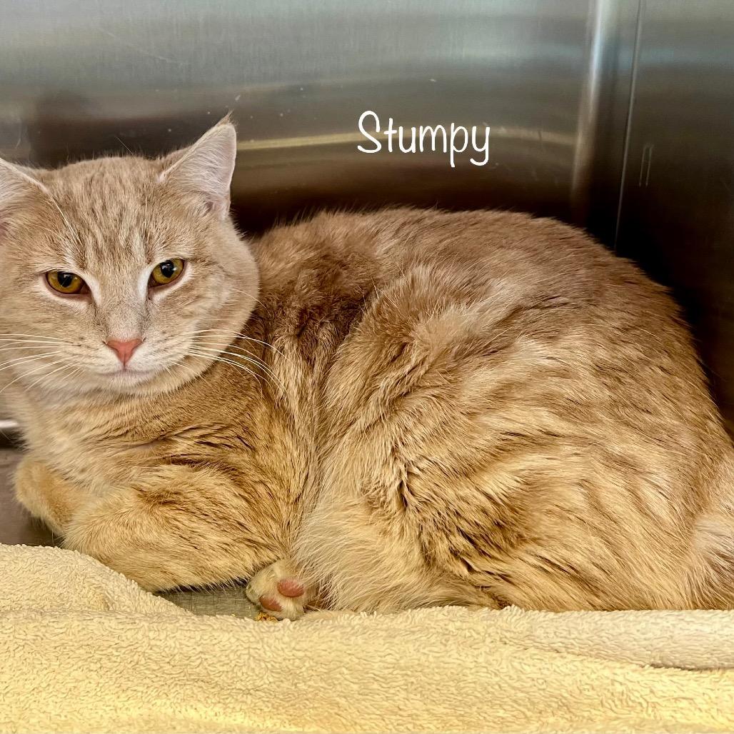 Stumpy, a Adoptable mixed breed in Madisonville, TN image 1/5