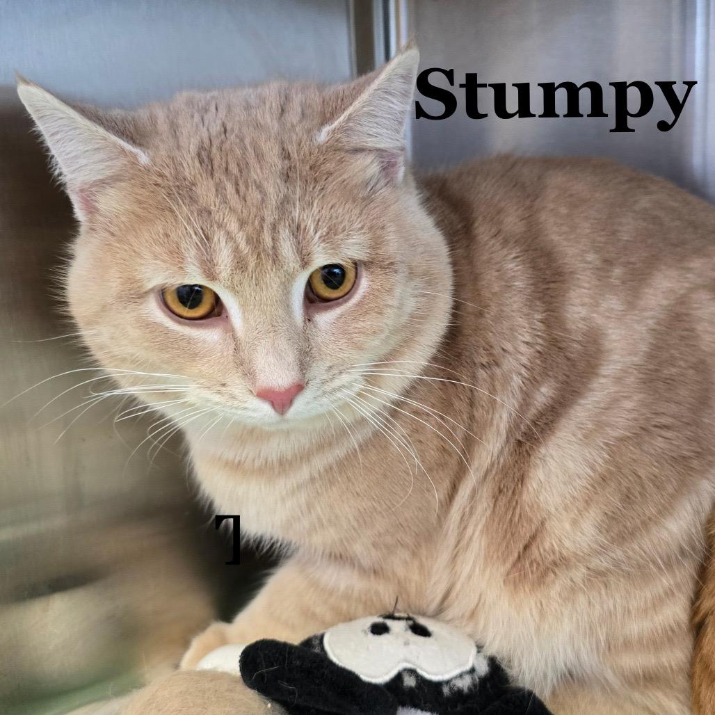 Stumpy, a Adoptable mixed breed in Madisonville, TN image 2/5