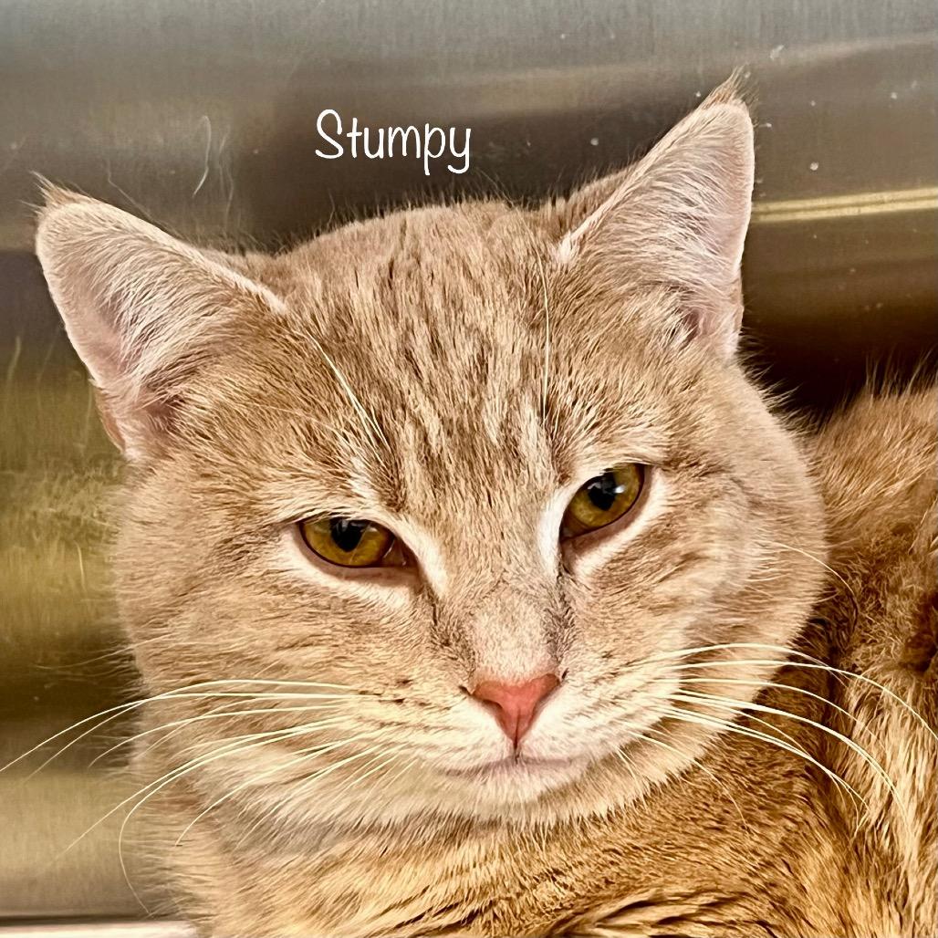 Stumpy, a Adoptable mixed breed in Madisonville, TN image 3/5