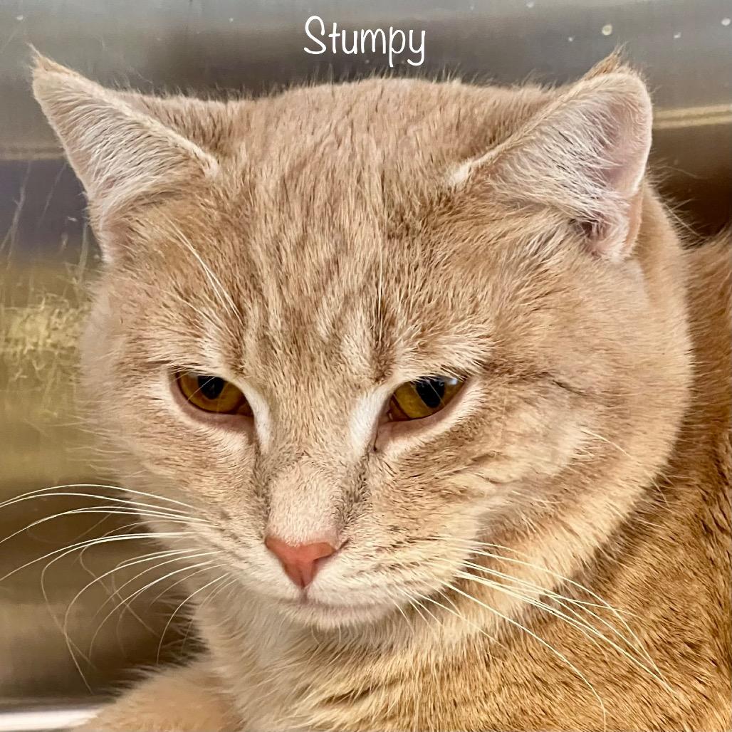 Stumpy, a Adoptable mixed breed in Madisonville, TN image 4/5