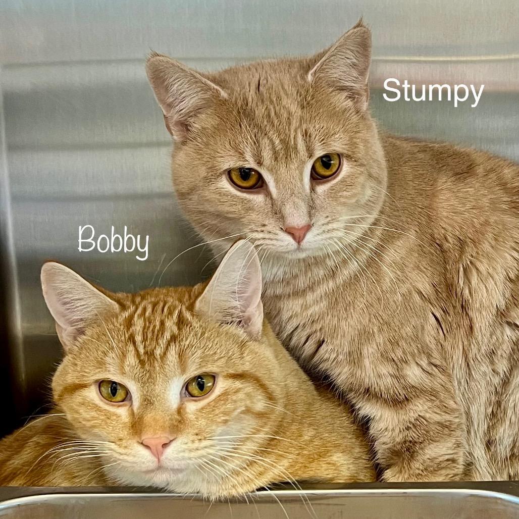 Stumpy, a Adoptable mixed breed in Madisonville, TN image 5/5