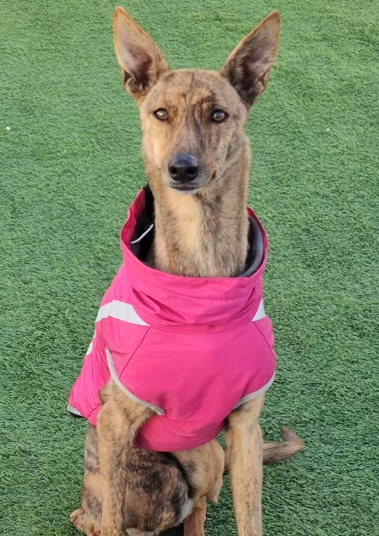 Enlarge Pixie, a ADOPTABLE Greyhound in North York, ON image 3/3