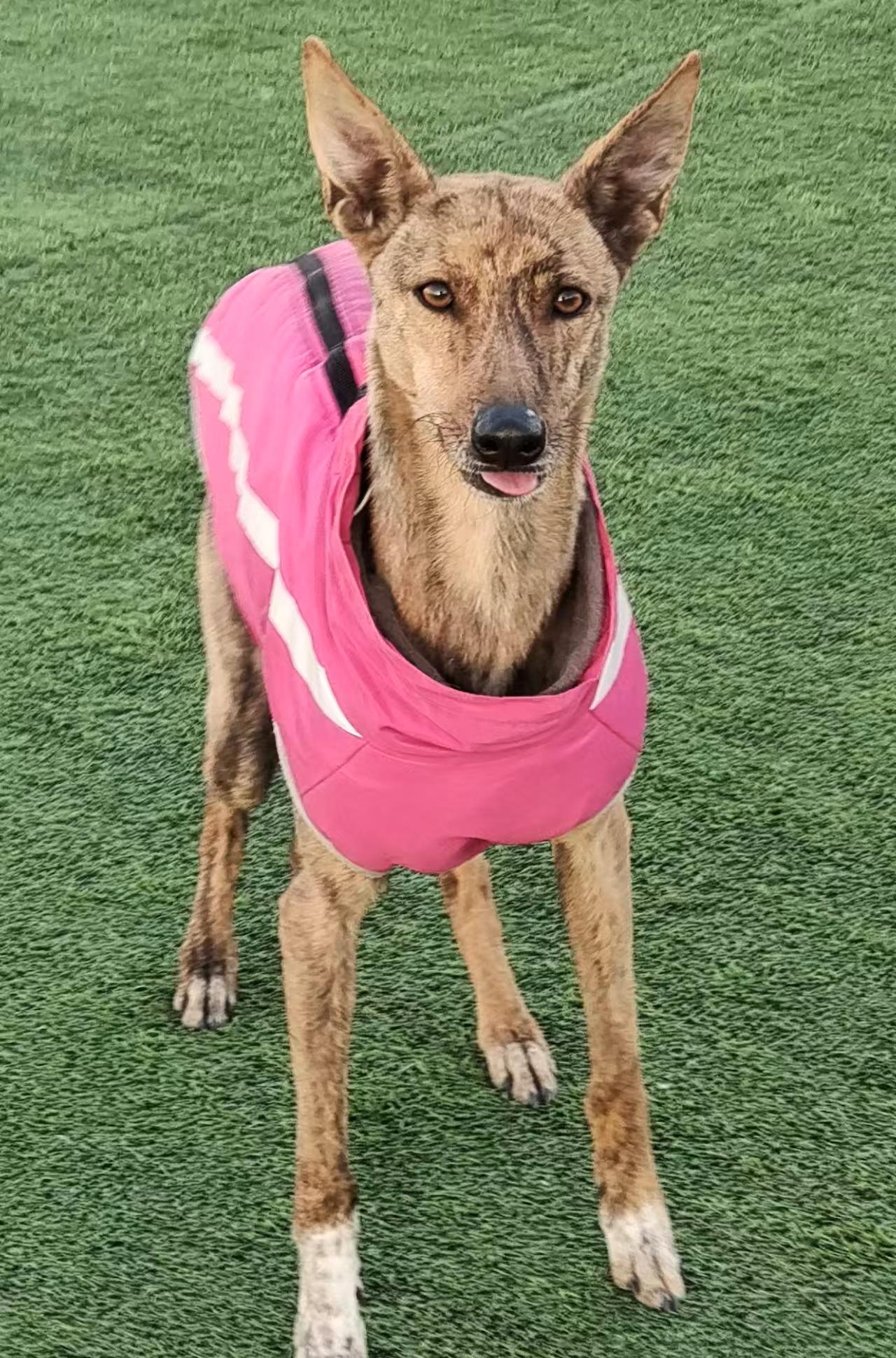 Enlarge Pixie, a ADOPTABLE Greyhound in North York, ON image 2/3