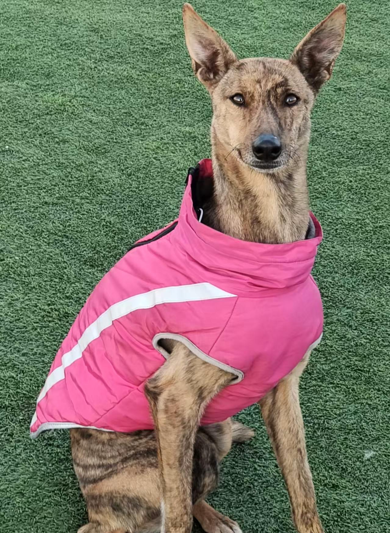 Pixie, ADOPTABLE, Young Female Greyhound.