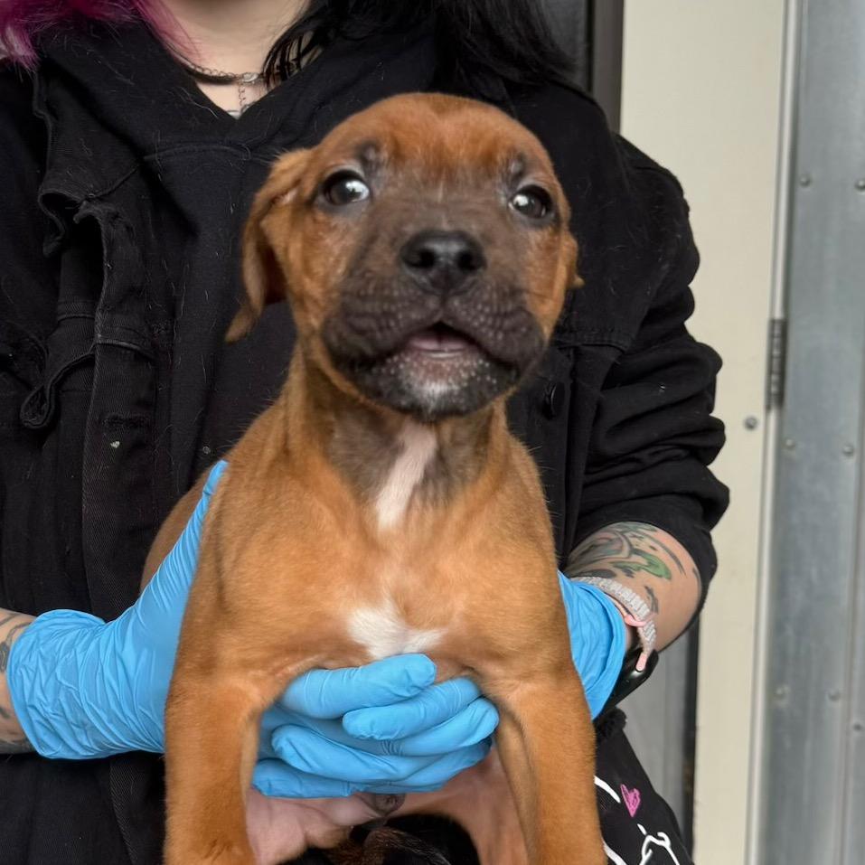 Enlarge Pascal, a Adoptable Pit Bull Terrier in Port Angeles, WA image 1/1