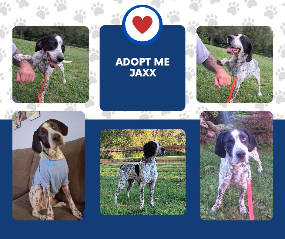 Jaxx (PA), ADOPTABLE, Adult Male English Pointer.