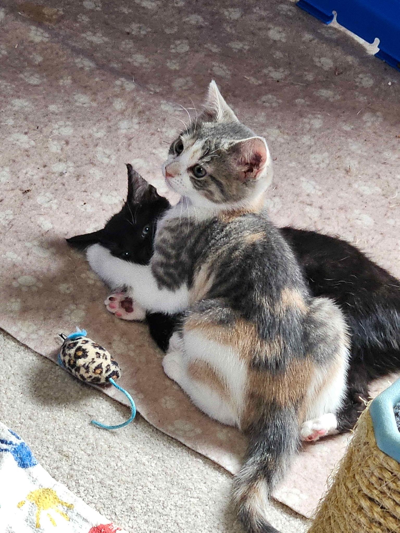 Enlarge Lucy, a ADOPTABLE Domestic Short Hair in Clifton, NJ image 6/6