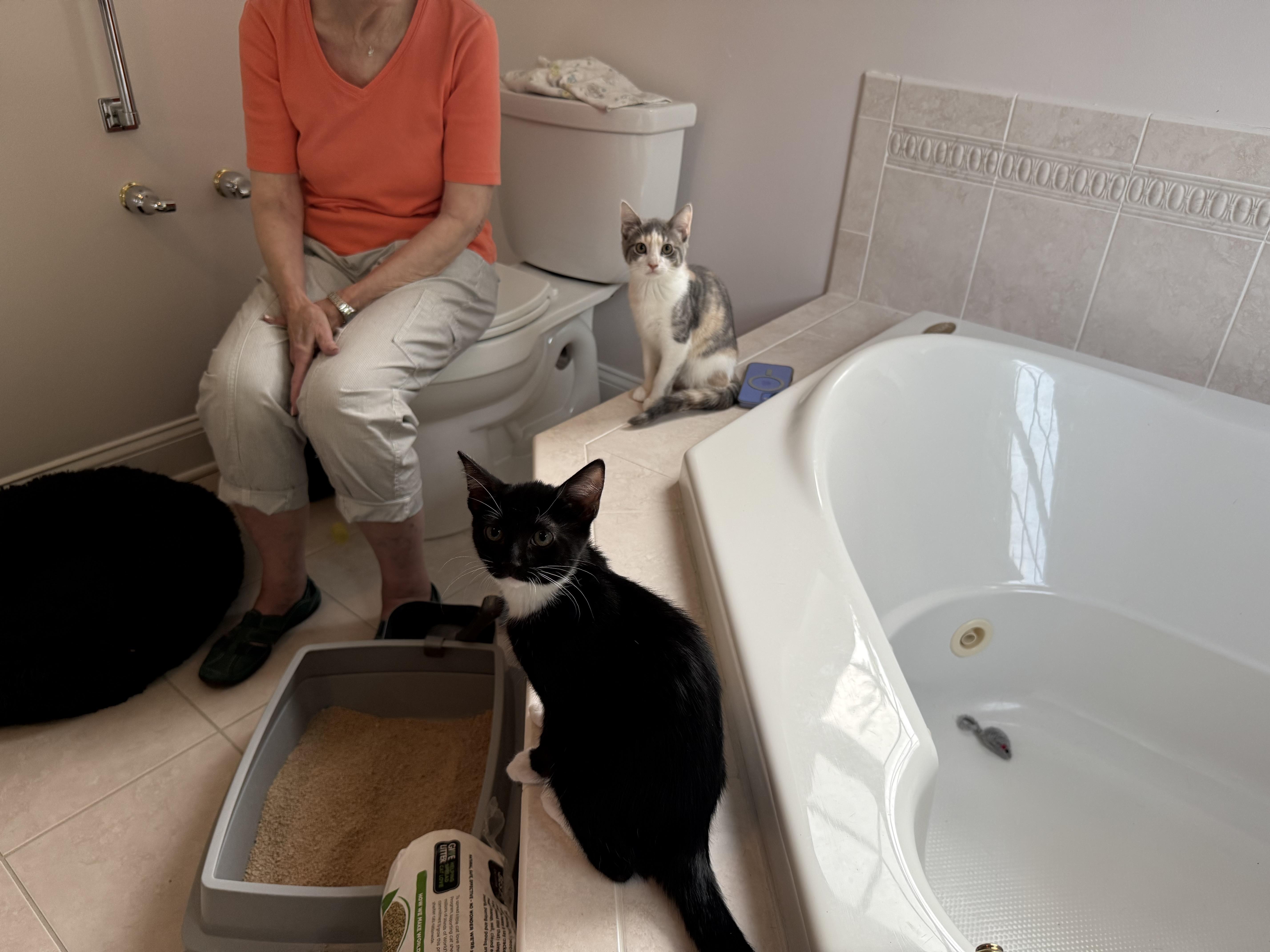 Enlarge Lucy, a ADOPTABLE Domestic Short Hair in Clifton, NJ image 3/6