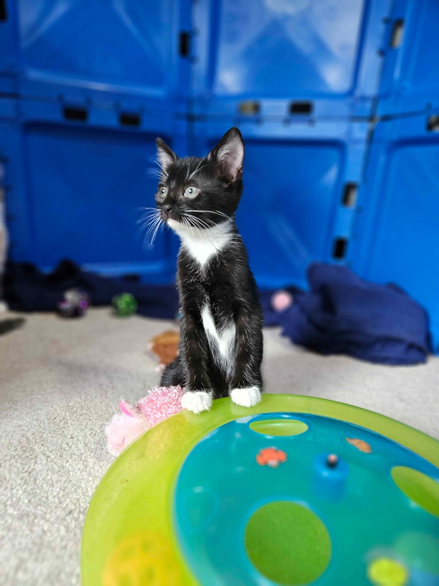 Enlarge Lucy, a ADOPTABLE Domestic Short Hair in Clifton, NJ image 5/6