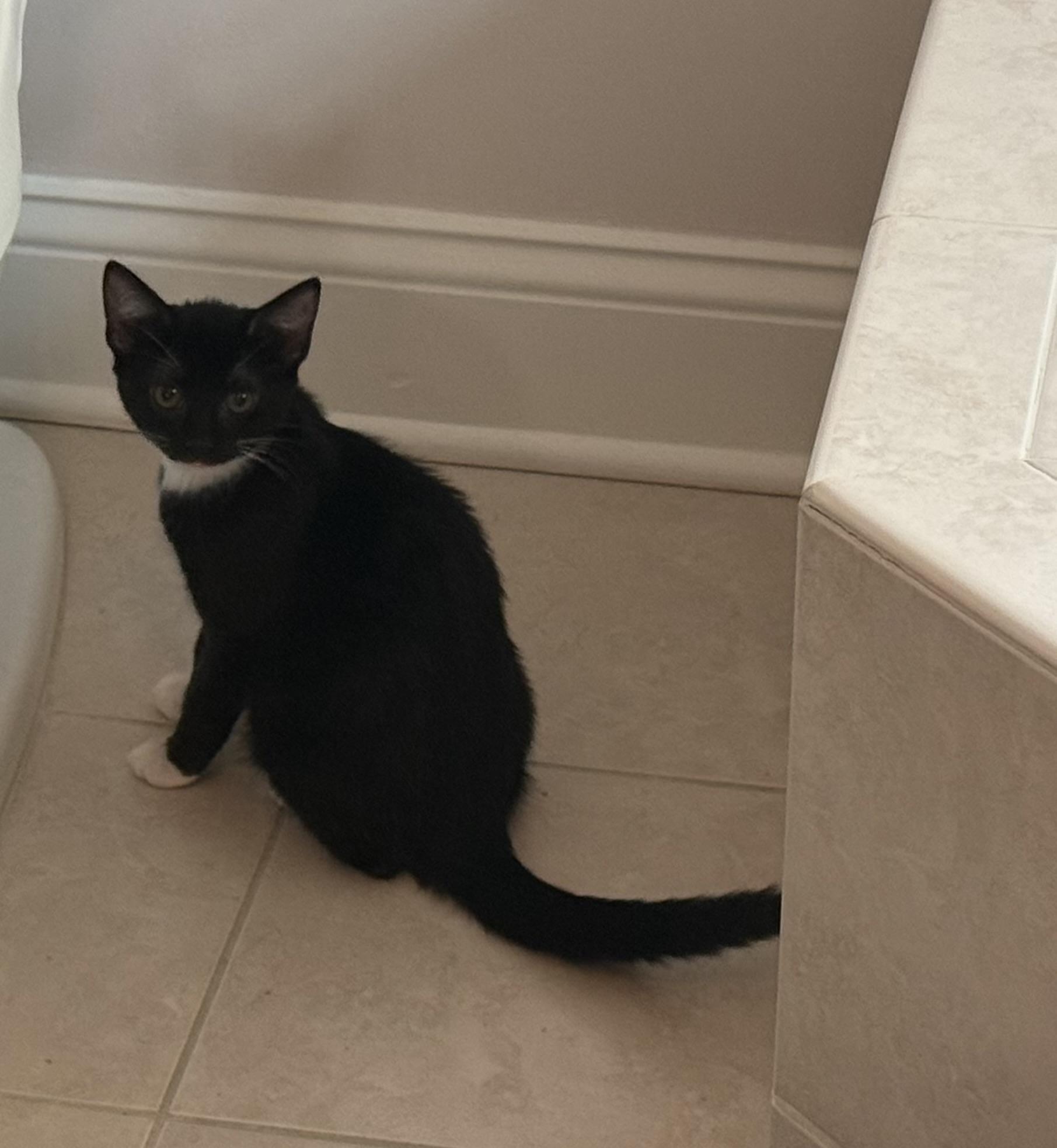 Lucy, ADOPTABLE, Kitten Female Domestic Short Hair.
