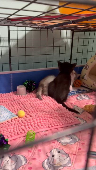 Enlarge Lucy, a ADOPTABLE Domestic Short Hair in Clifton, NJ video 6/6