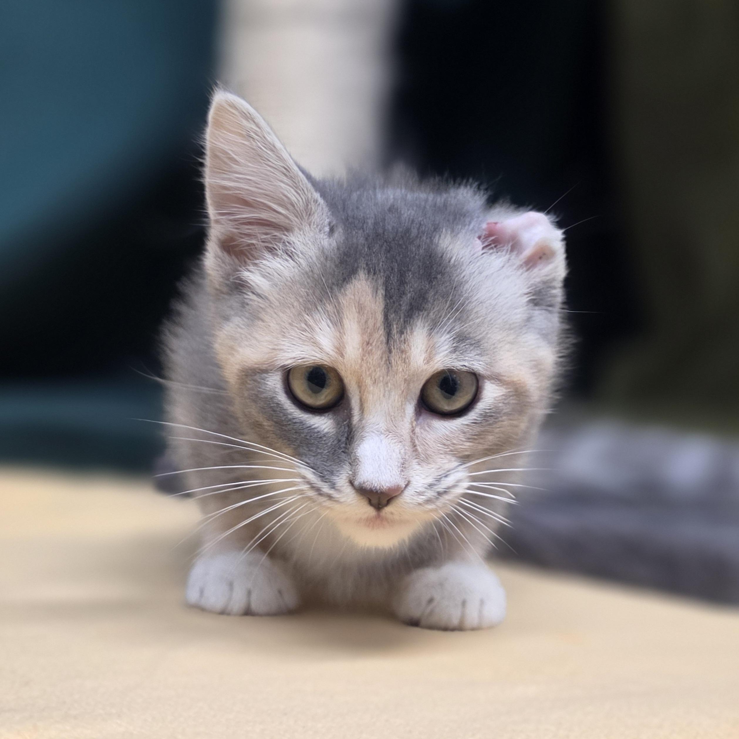 Rice Crispy, adopted, Kitten Female Domestic Short Hair.