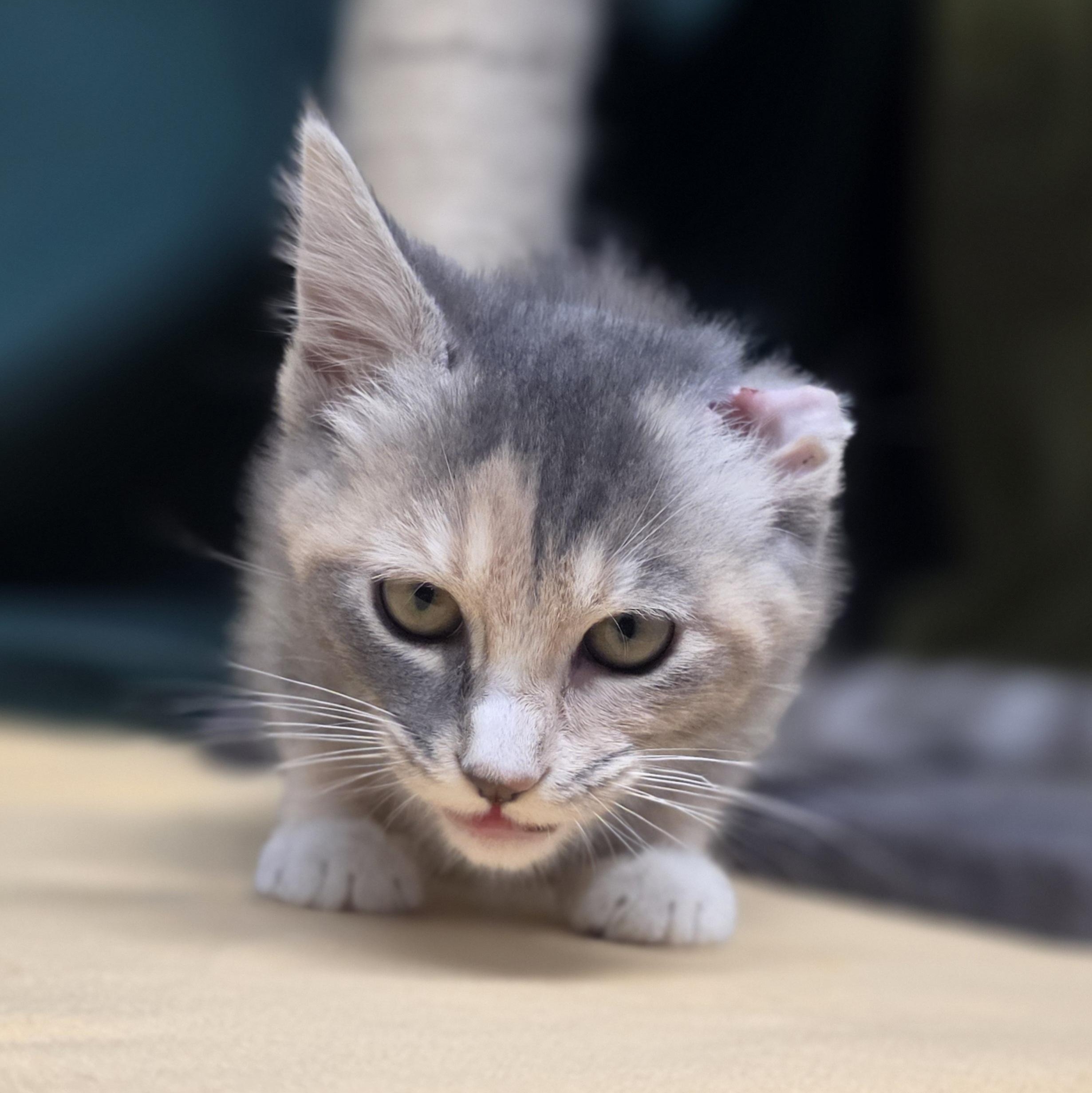 Rice Crispy, an adopted Domestic Short Hair in Lowell, AR image 3/3