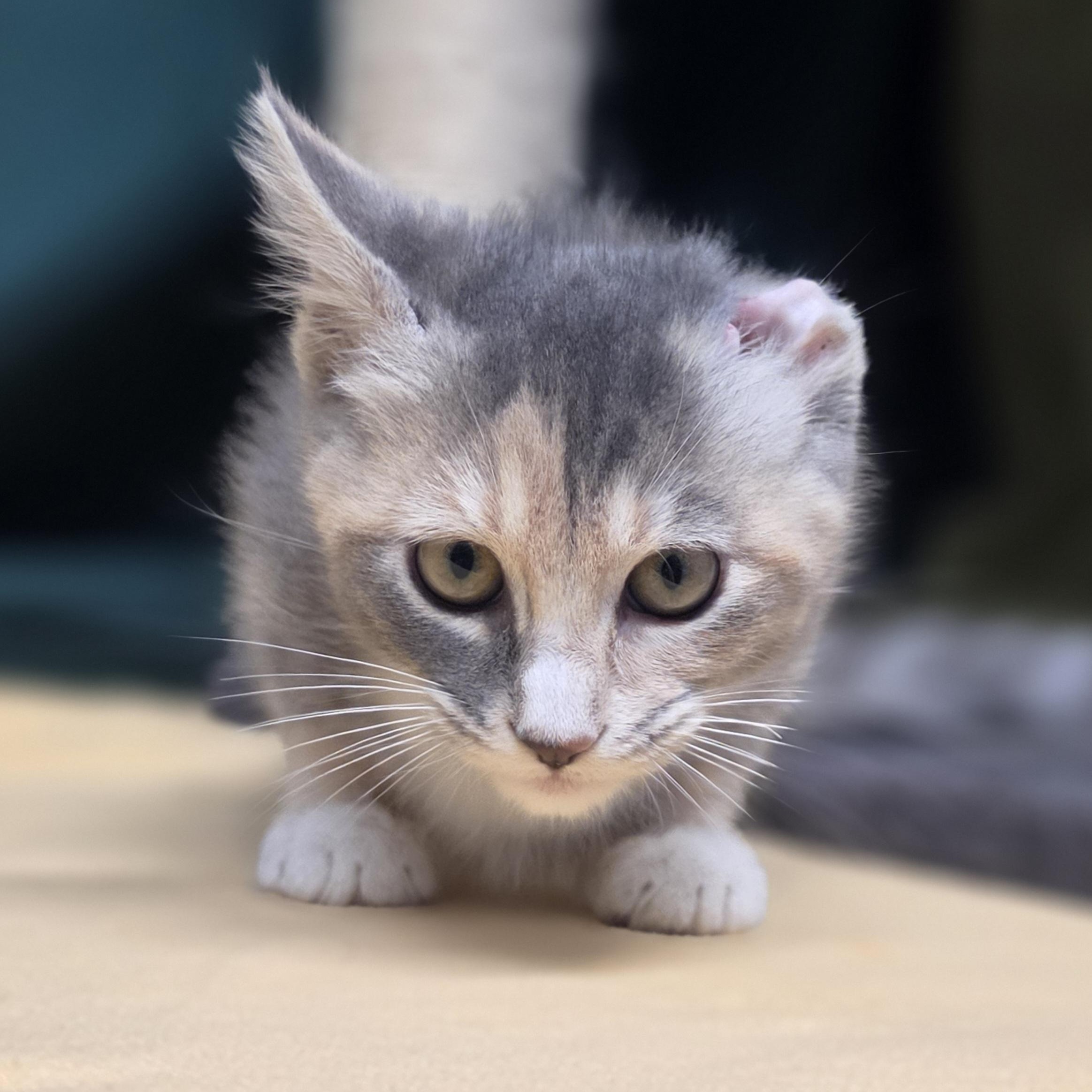 Rice Crispy, an adopted Domestic Short Hair in Lowell, AR image 2/3
