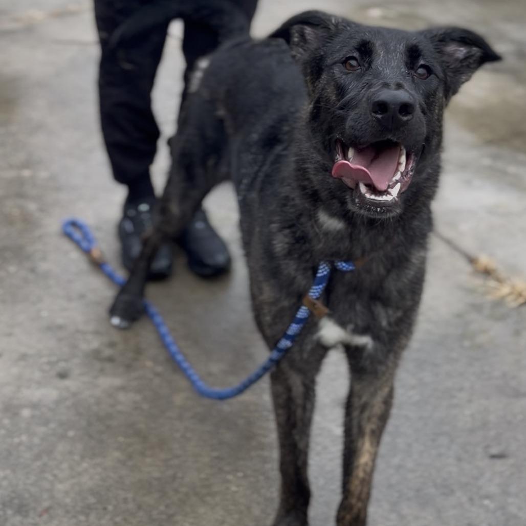 Enlarge Brock, a Adoptable Mixed Breed in New York, NY image 2/5