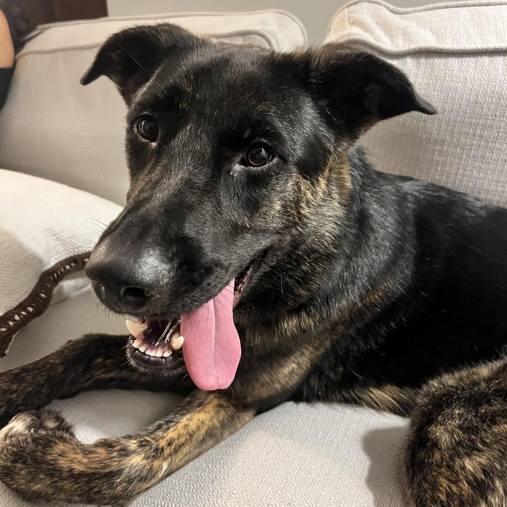Enlarge Brock, a Adoptable Mixed Breed in New York, NY image 3/5
