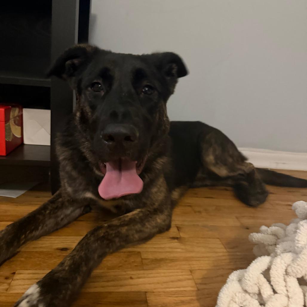 Enlarge Brock, a Adoptable Mixed Breed in New York, NY image 4/5