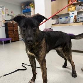 Enlarge Brock, a Adoptable Mixed Breed in New York, NY image 5/5