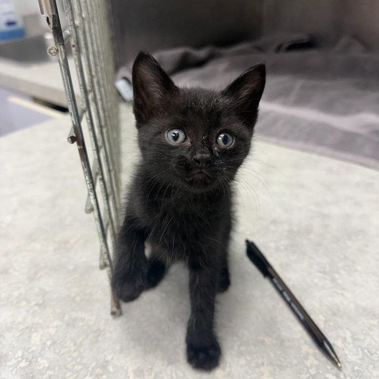 Enlarge Coffee Shop Litter, a Adoptable Domestic Short Hair in Oconto, WI image 2/2