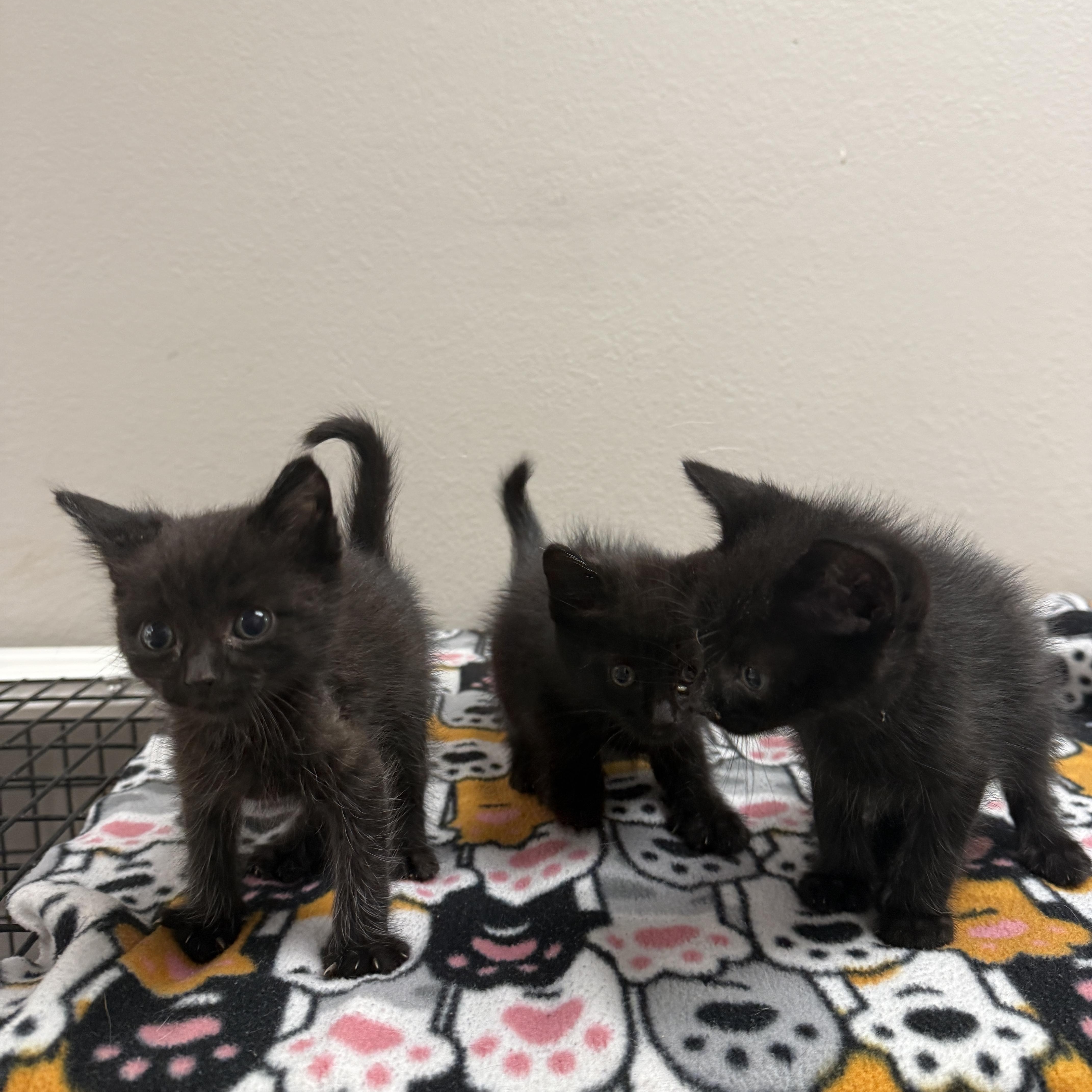 Coffee Shop Litter, Adoptable, Kitten Male Domestic Short Hair.