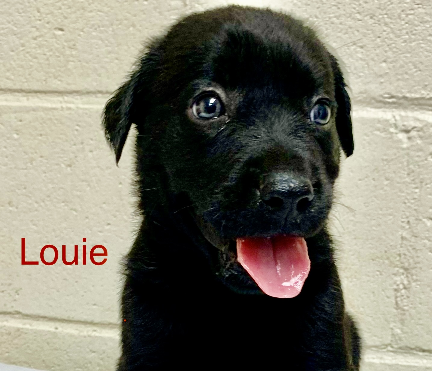 Louie, Lionel and Lon