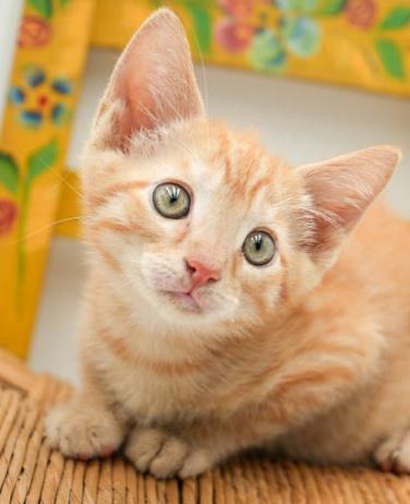 Patrick will patch fix any holes in your heart with his love! Tabby Cat