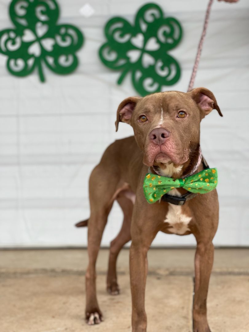 Enlarge Saker, a Adoptable mixed breed in Tulsa, OK image 1/2