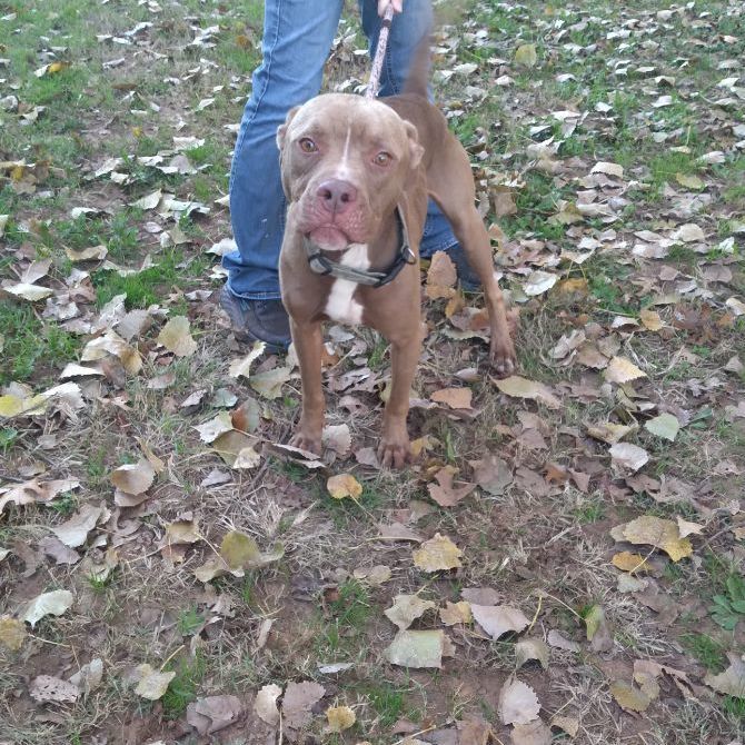 Enlarge Saker, a Adoptable mixed breed in Tulsa, OK image 2/2