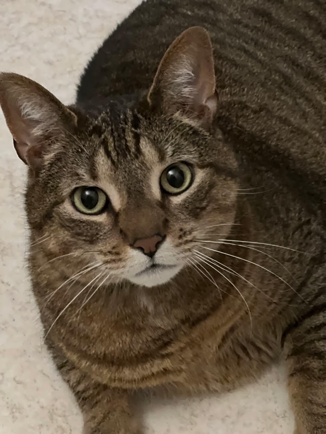 Ash