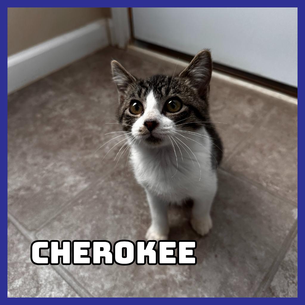 Cherokee, Adoptable, Young Male Domestic Short Hair.