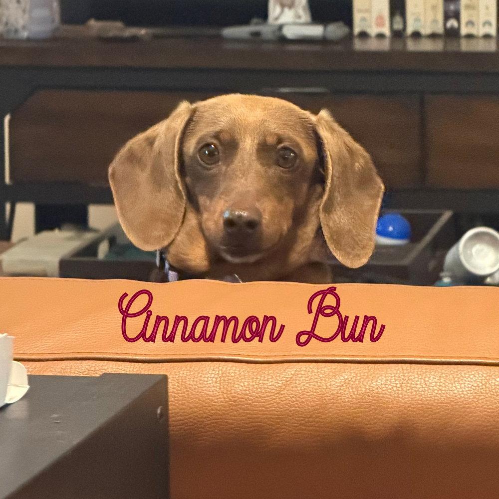 Cinnamon Bun, a Adoptable Dachshund in San Antonio, TX image 1/3