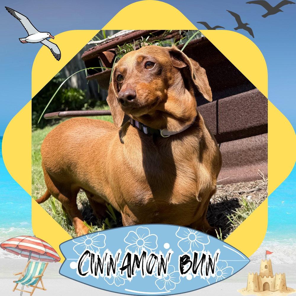Cinnamon Bun, a Adoptable Dachshund in San Antonio, TX image 2/3