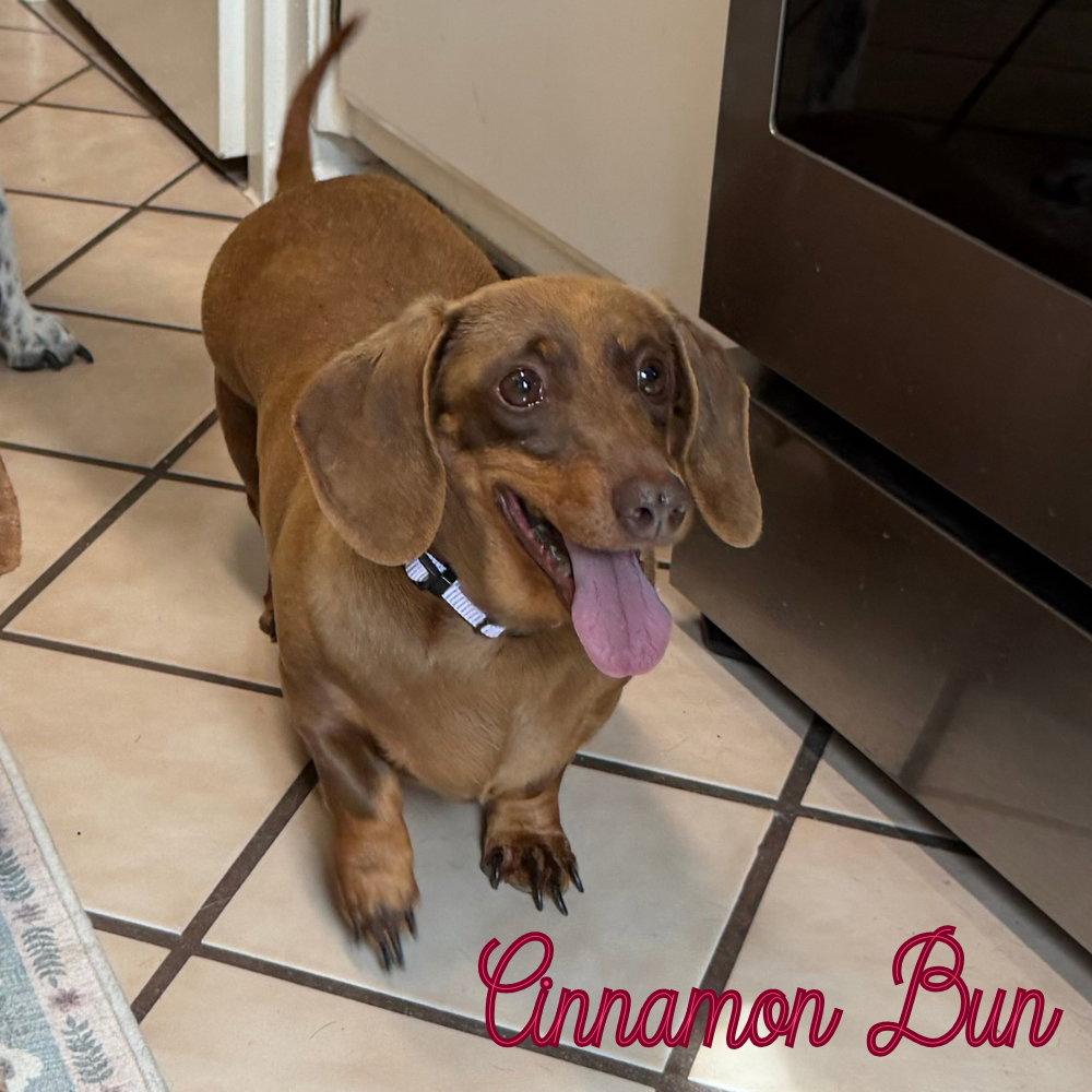 Cinnamon Bun, a Adoptable Dachshund in San Antonio, TX image 3/3