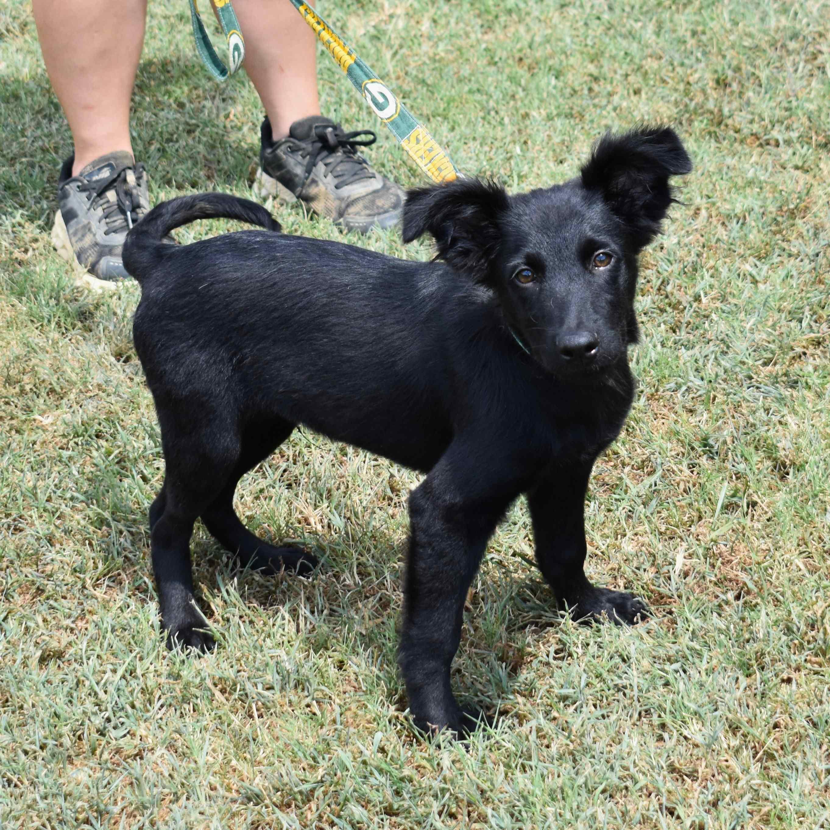 Hooch, an adopted Mixed Breed in Searcy, AR image 3/6