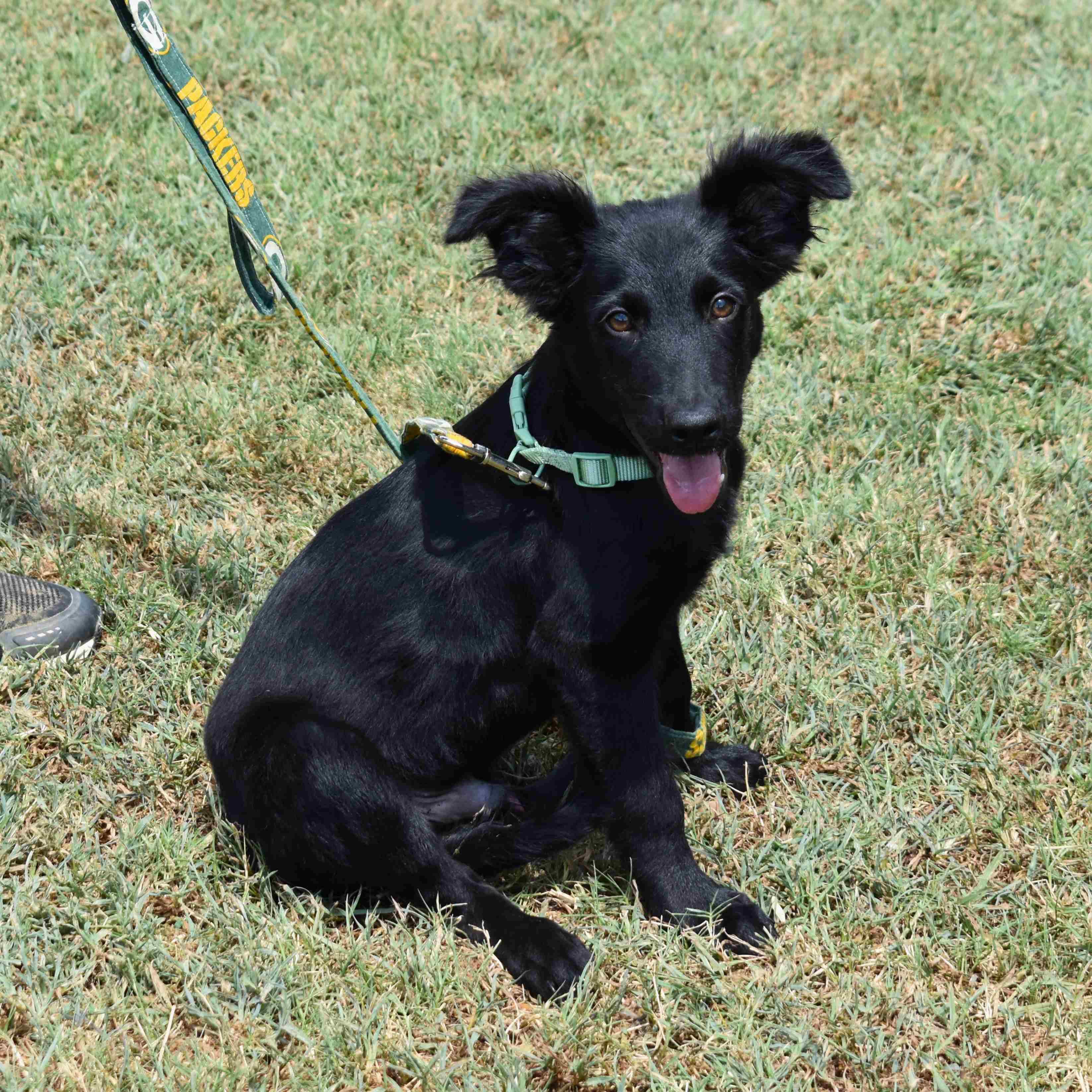 Hooch, an adopted Mixed Breed in Searcy, AR image 6/6