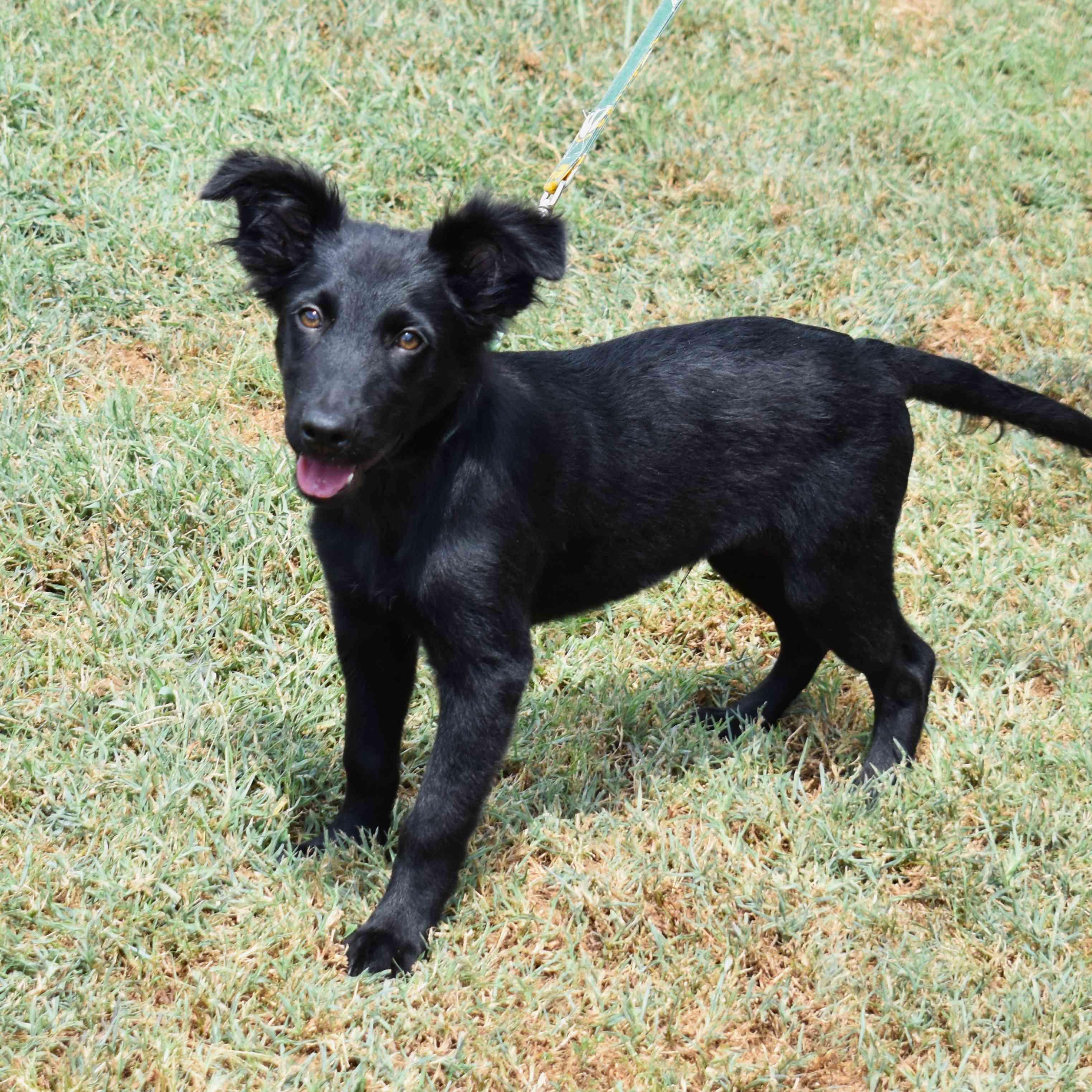 Hooch, an adopted Mixed Breed in Searcy, AR image 5/6