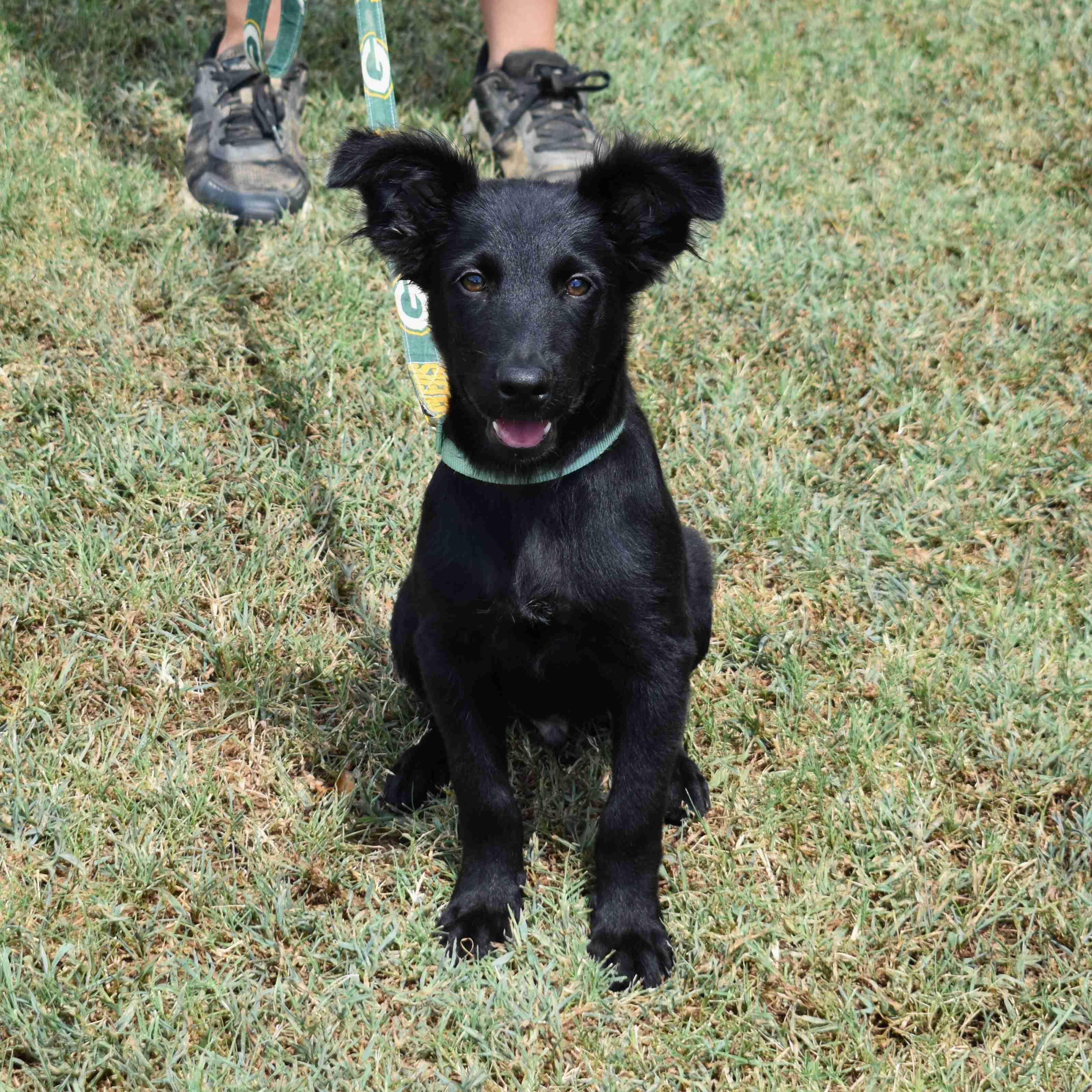 Hooch, an adopted Mixed Breed in Searcy, AR image 4/6