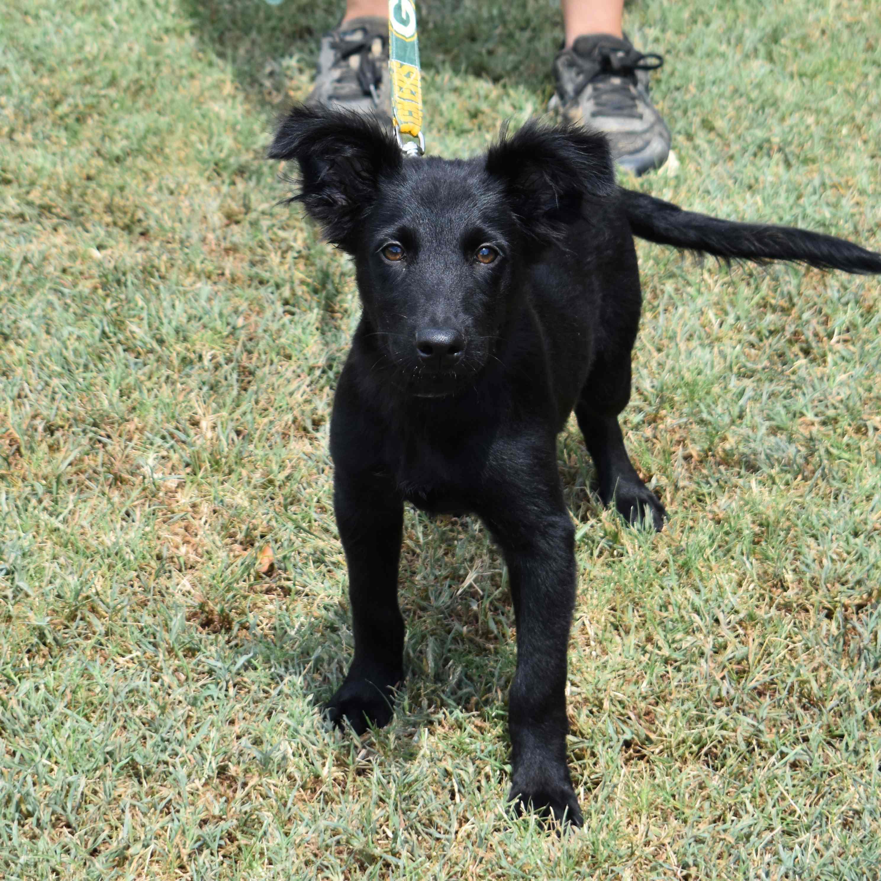 Hooch, an adopted Mixed Breed in Searcy, AR image 2/6